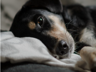 Основные принципы кормления домашних питомцев при ХПН