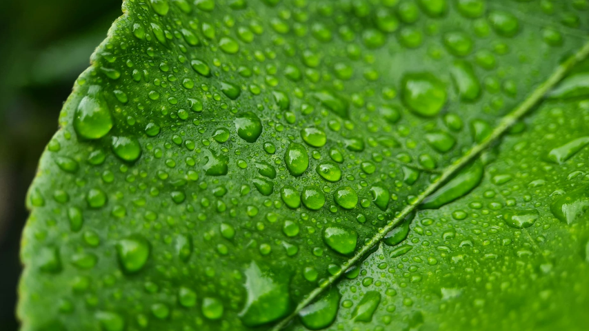 спасем природу вместе