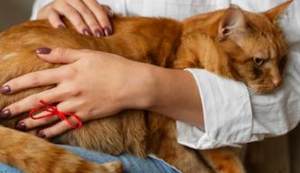 Стадии ХПН у кошек