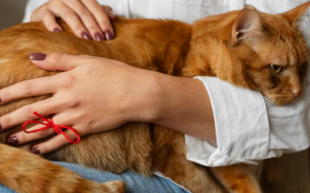 Стадии ХПН у кошек