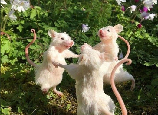 ХПН у питомцев: как Ипакитине облегчает симптомы