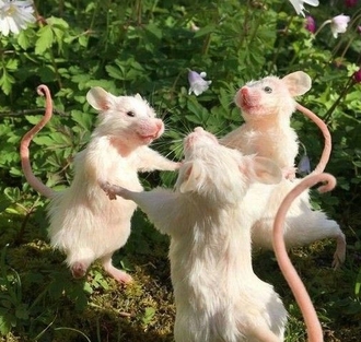 ХПН у питомцев: как Ипакитине облегчает симптомы