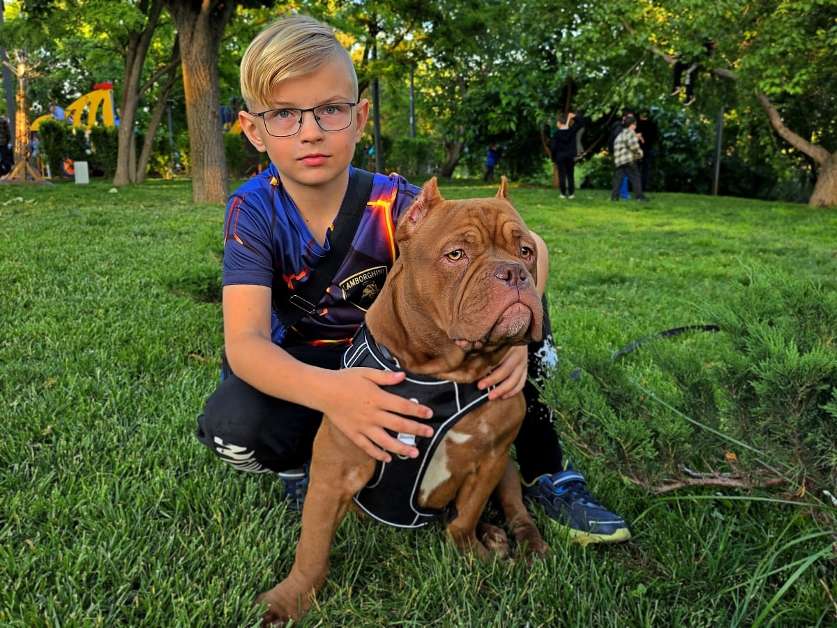 Американский булли с мальчиком фото амбулли 6 месяцев