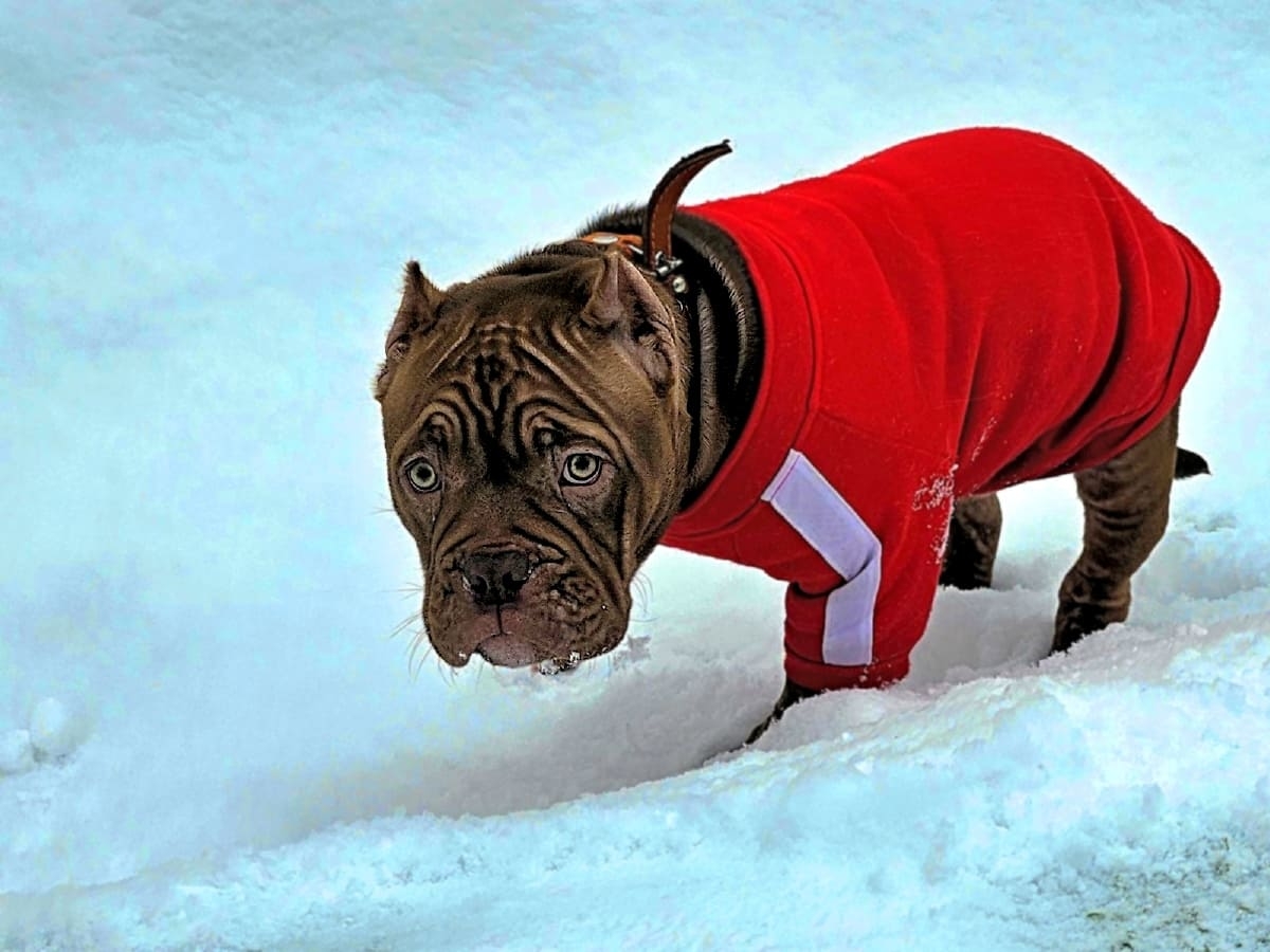 Американский булли замёрз фото амбулли 4 месяца