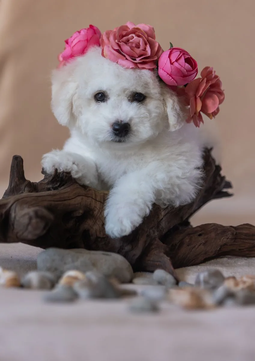 Bella