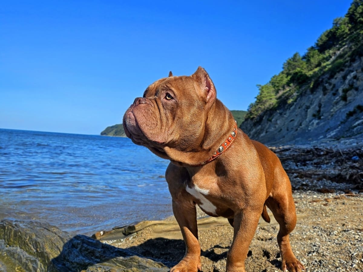 Американский булли на берегу моря фото амбулли 9 месяцев