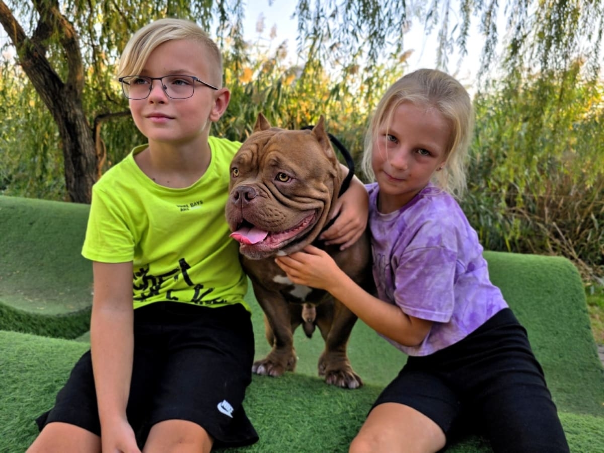 Дети обнимают американского булли фото амбулли 9 месяцев