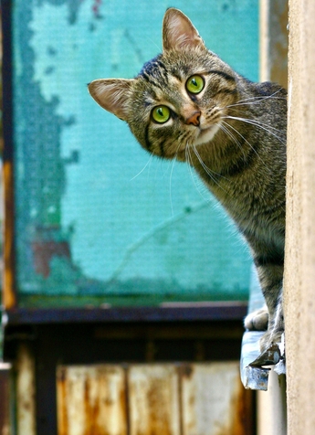 антибиотик для кошек широкого спектра действия