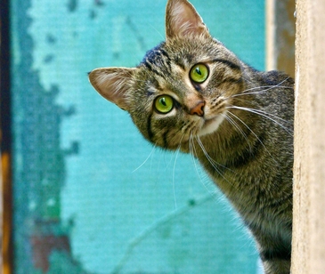 антибиотик для кошек широкого спектра действия