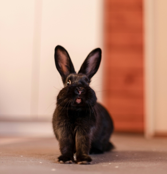 Лечение кролика от дерматофитоза