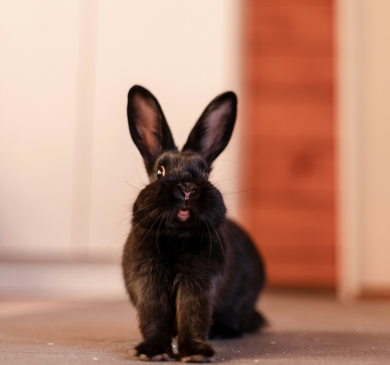 Лечение кролика от дерматофитоза