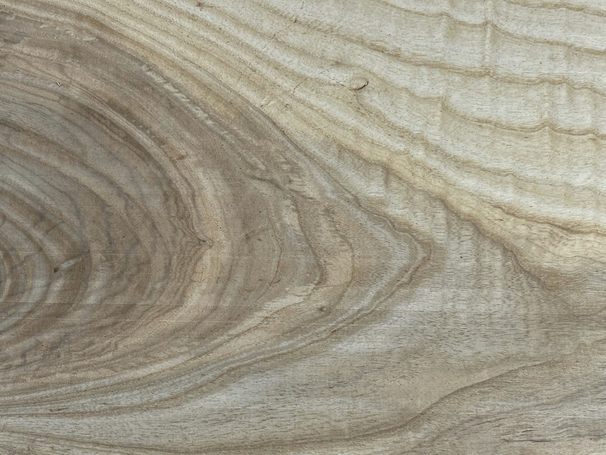 Honey Elm