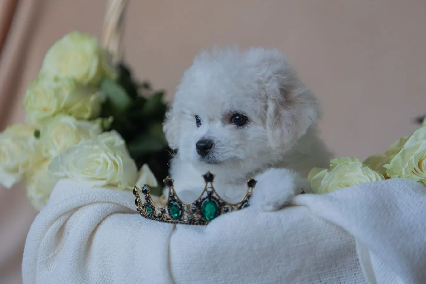 Puppy